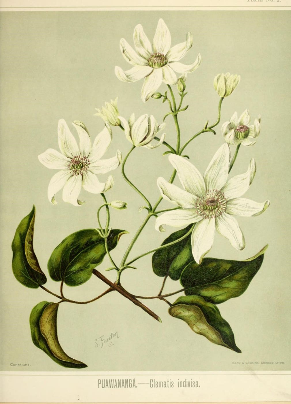 Clematis botanical illustration