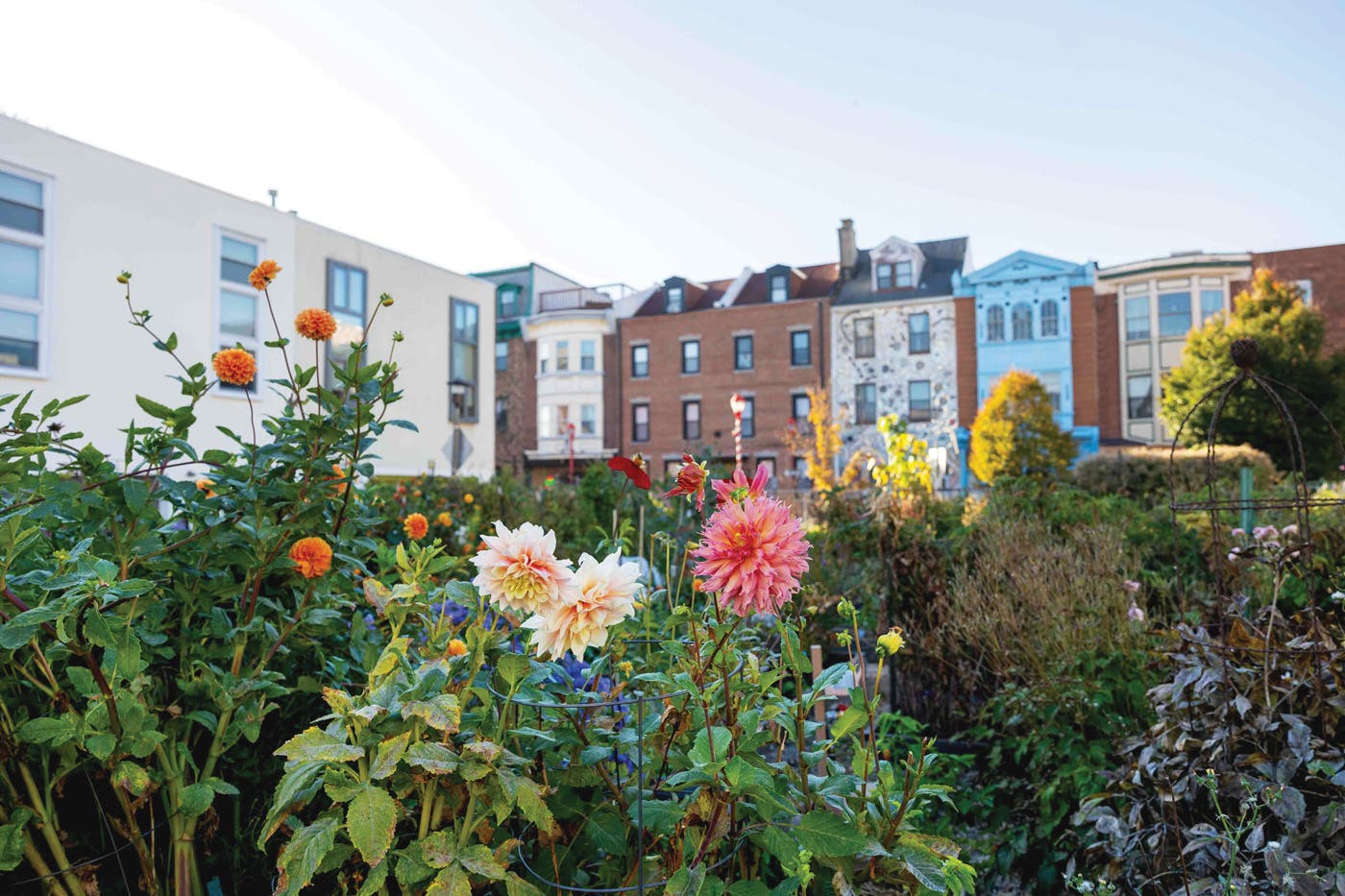 Photos from South Street Community Garden on October 20, 2024.