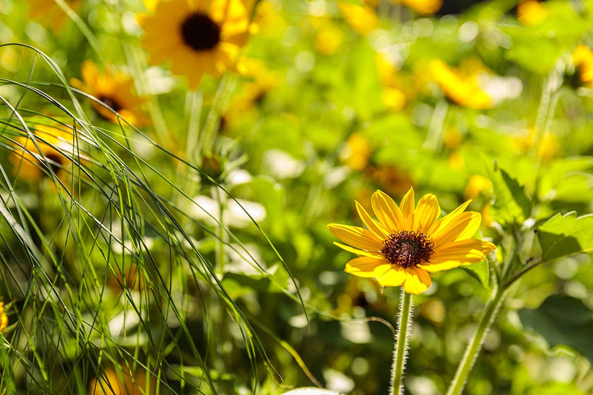 Helianthus hybrid Suncredible(R) Yellow courtesy of Proven Winners