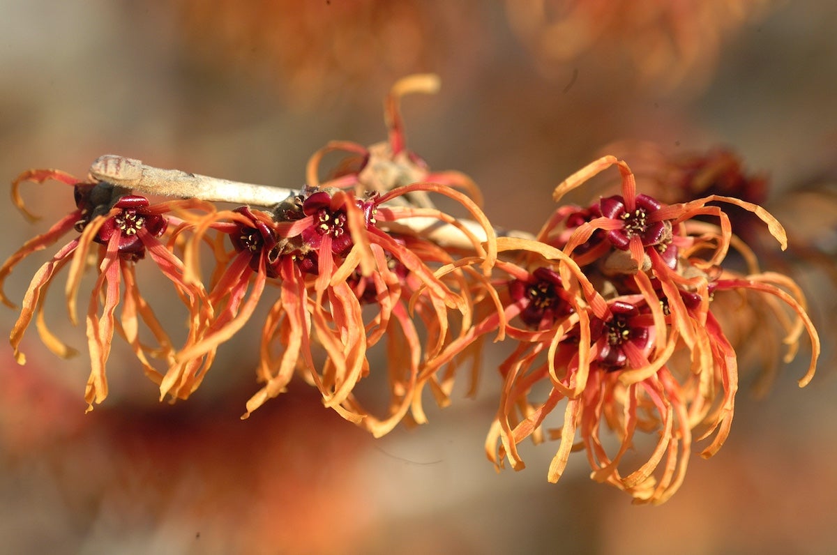 Dwarf Hinoki Cypress Are Easy Conifers With Great Texture