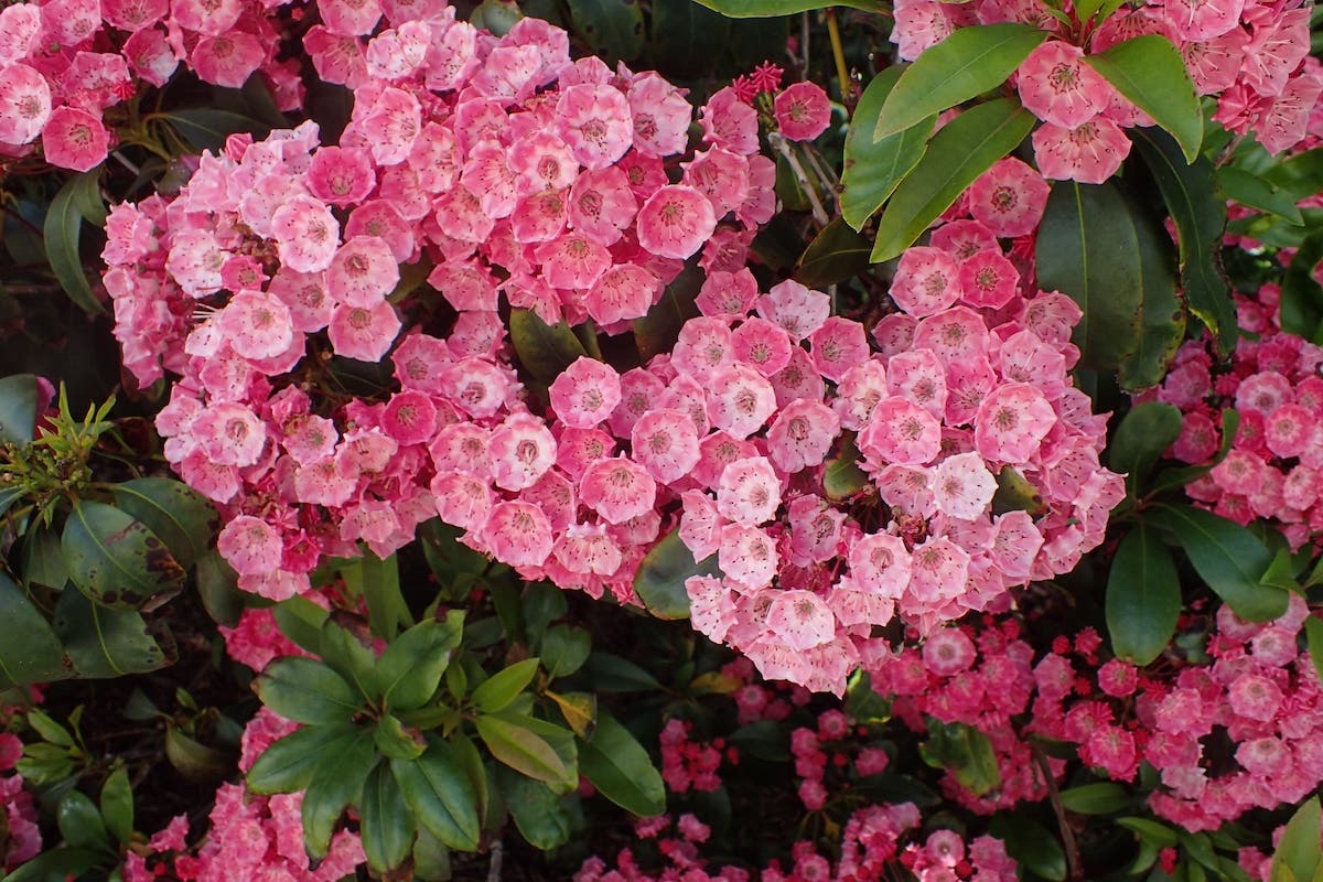 Bright pink cup-shaped flowers on 'Sarah' mountain laurel