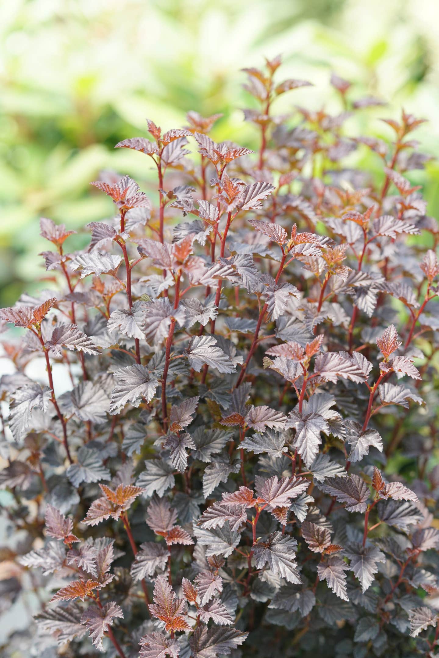 Summer Wine Black ninebark blooms in spring, but its deep purple foliage keeps it interesting all summer. Courtesy of Proven Winners