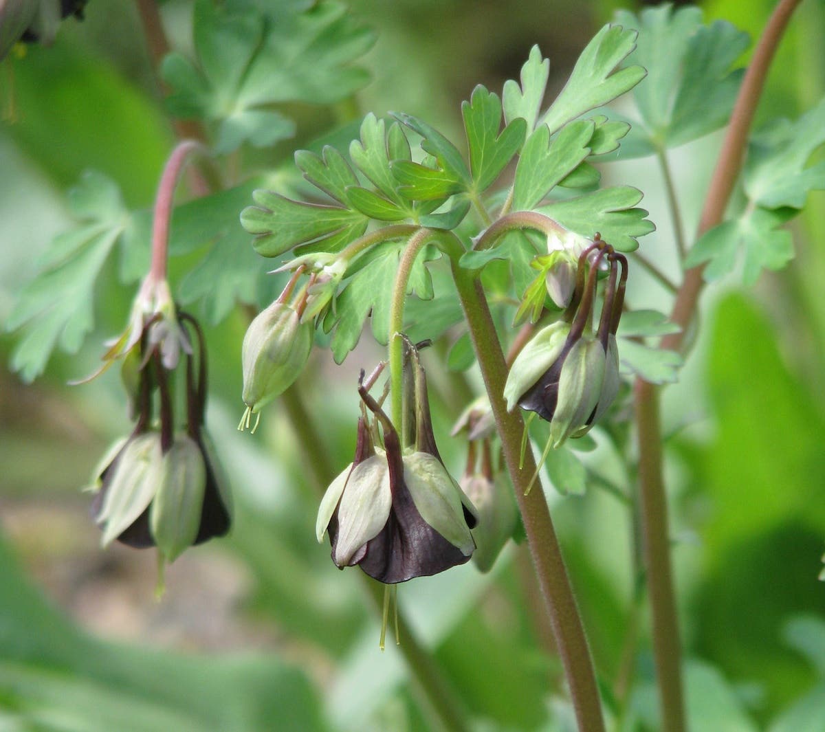 drooping green and brown flowers of Chocolate Soldier columbine