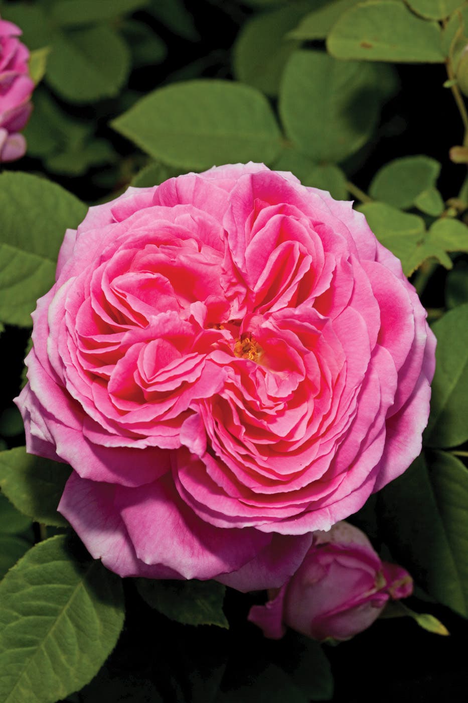 'Baronne Prevost' Heritage Rose photo by Dave Tavani