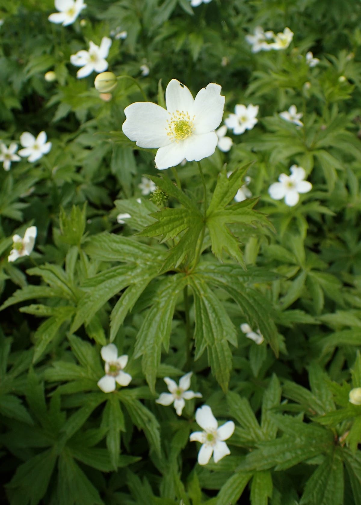Five-petaled white flower and maple-shaped leaf of Canada anemone