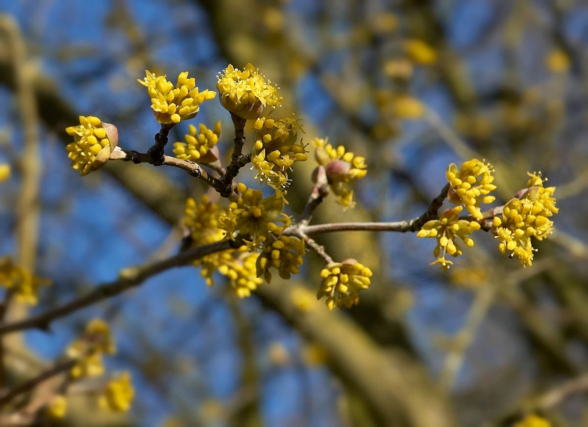 Small golden flowers on bare branches of cornelian cherry dogwood.