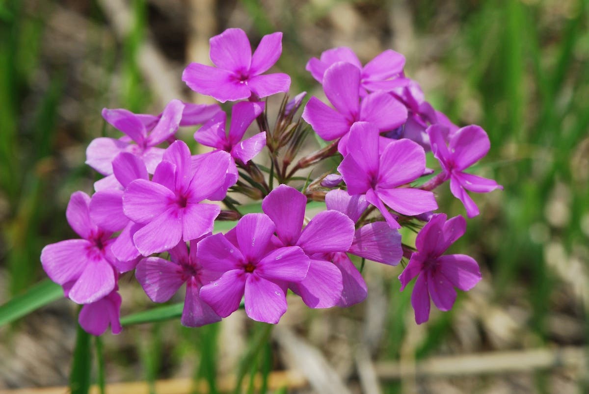 Bright pink flowers in the shape of a pinwheel on downy phlox