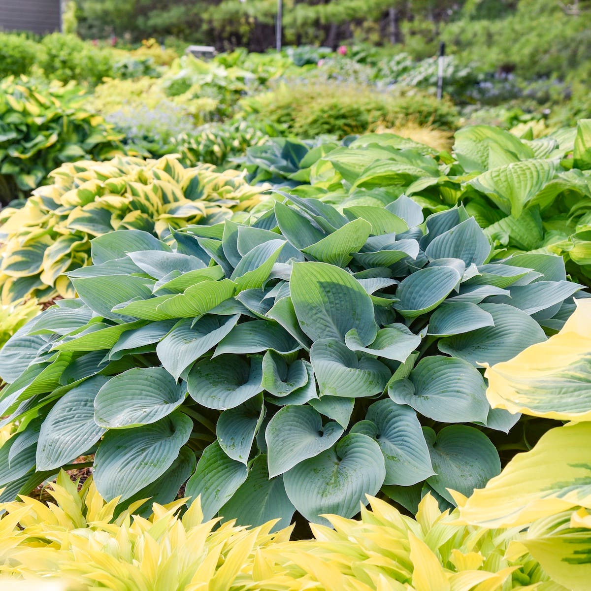 Large blue leaves of 'Halcyon' hosta