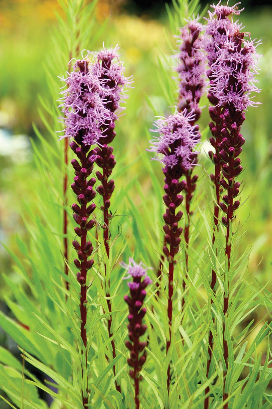 Liatris Trail Blazer