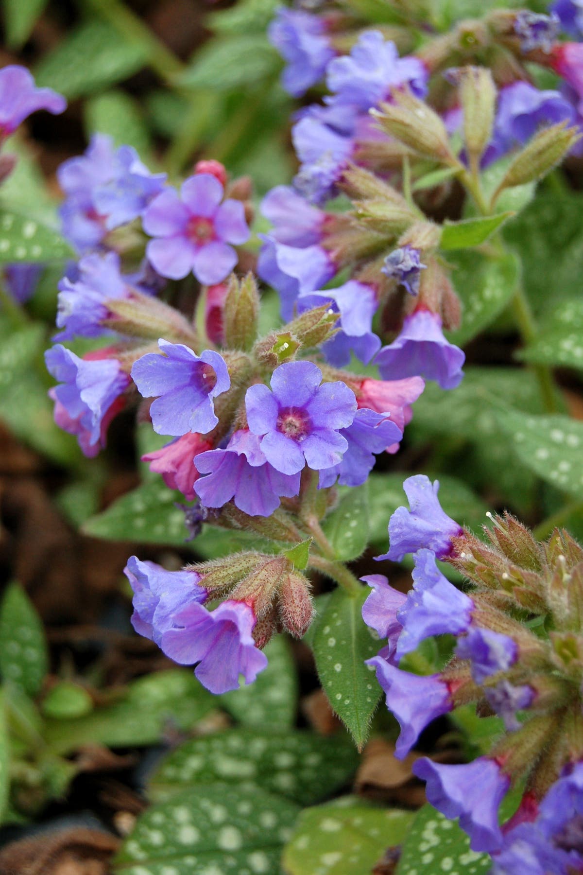 Blue flowers above spotted foliage on 'Trevi Fountain' lungwort