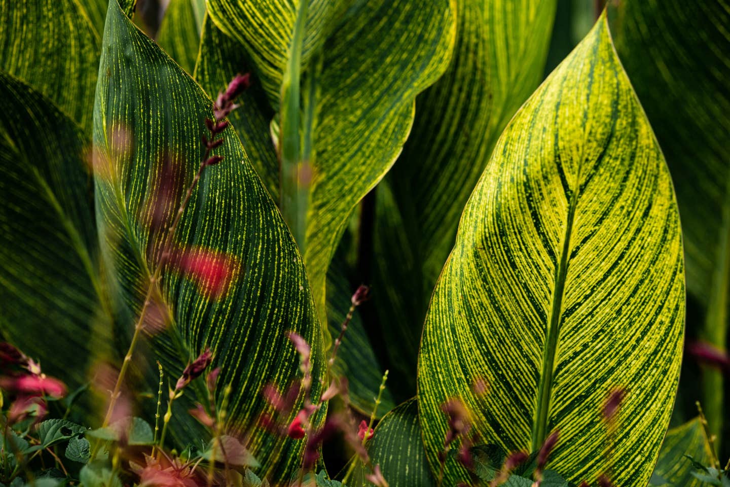 Canna leaf close up