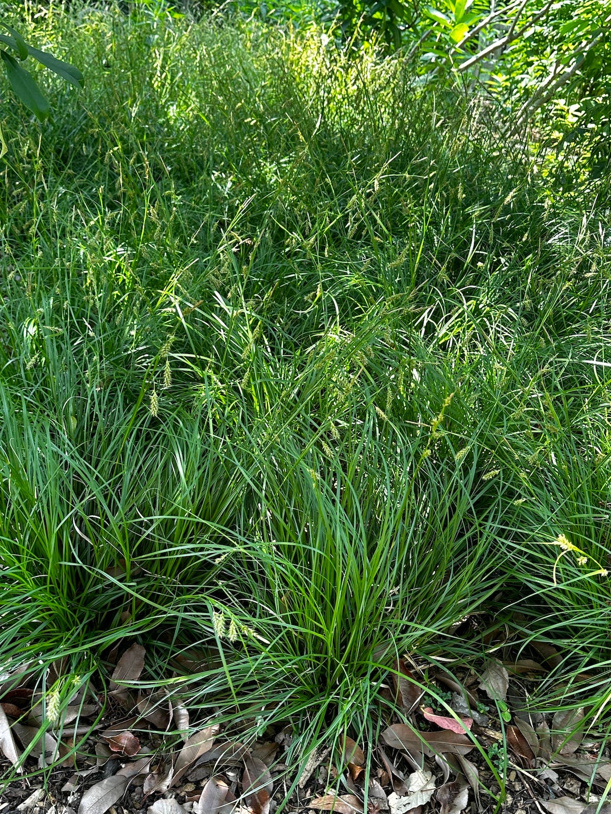green grass like leaves on Cherokee sedge