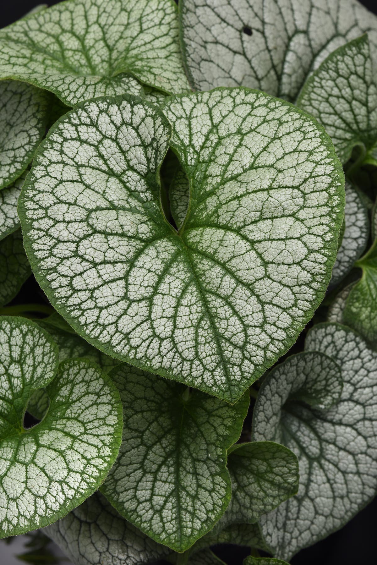 Silver leaf with dark green lines on Frost King bugloss