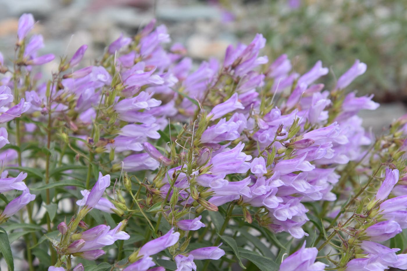 Lyall’s penstemon flowers in a clear lavender hue.