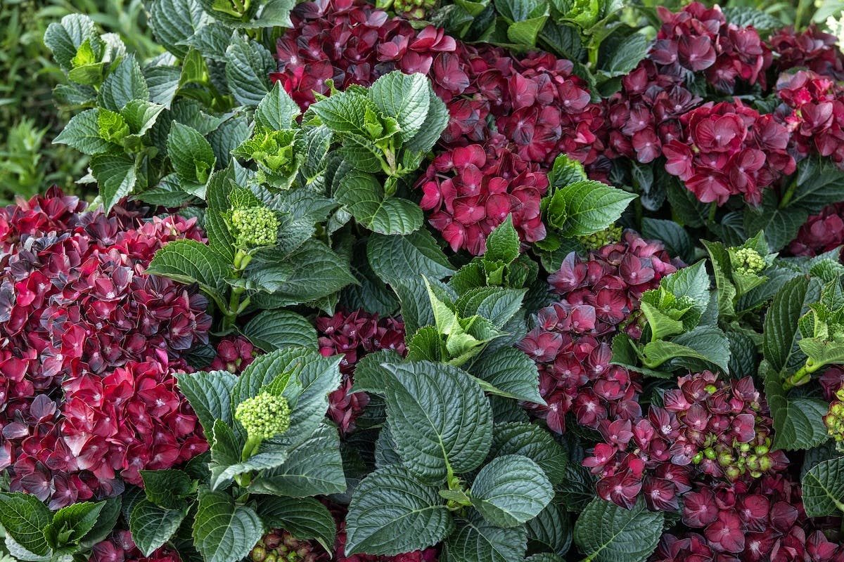 red hydrangea flowers with dark green leaves