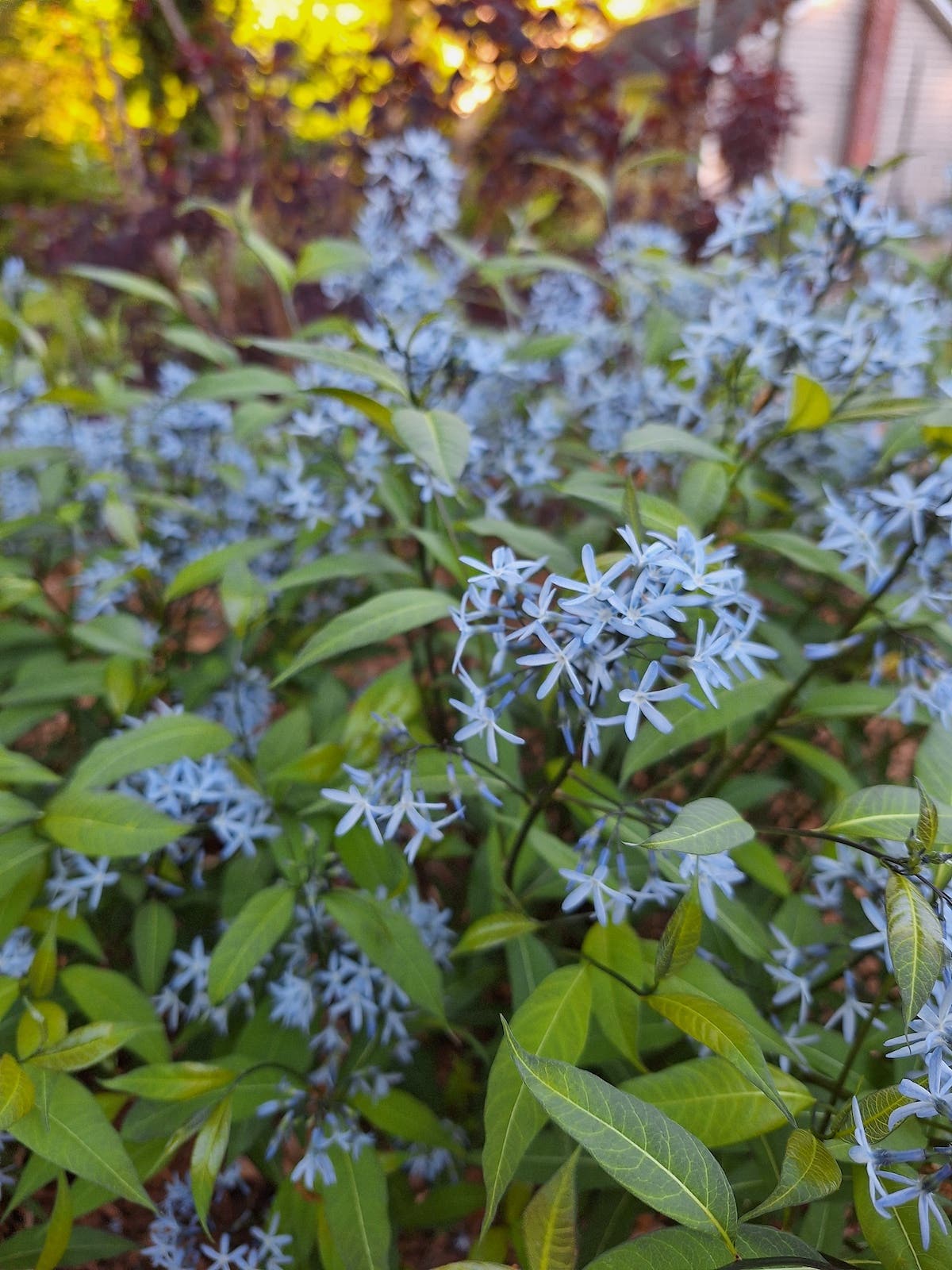 Star-shaped blue flowers and black stems on 'Storm Cloud' eastern bluestar