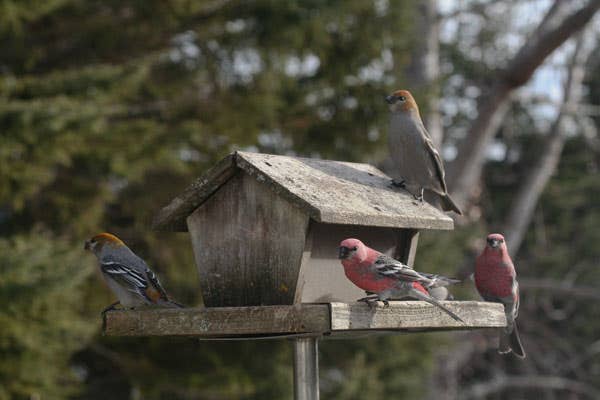 Project FeederWatch Begins in Early November