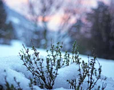 Winter Gardening Tips from USDA Zone 3