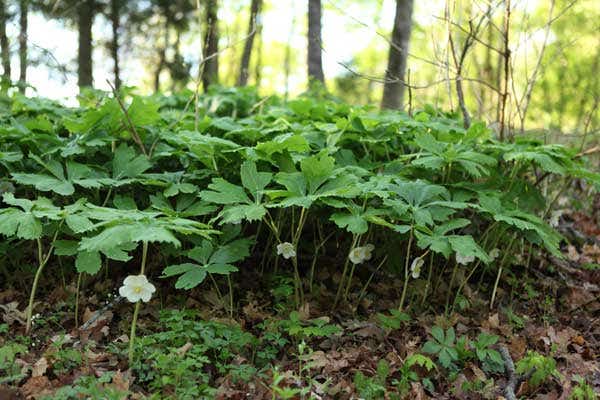 Project BudBurst Welcomes Citizen Scientists