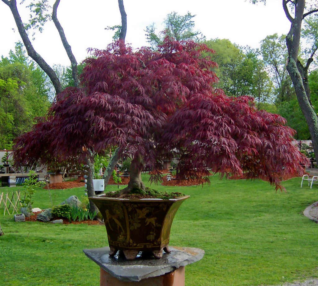 Easy-to-Follow Tips for Growing Trees In Pots
