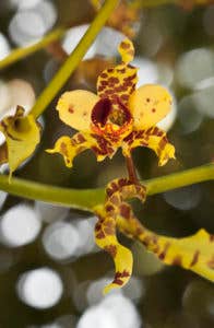 One Botanic Garden That Weathered Hurricane Irma Well