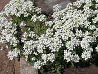 Rock Cress - Horticulture