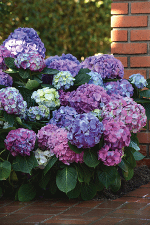 L.A. Dreamin' Hydrangea Has Foolproof Multicolor Blooms - Horticulture