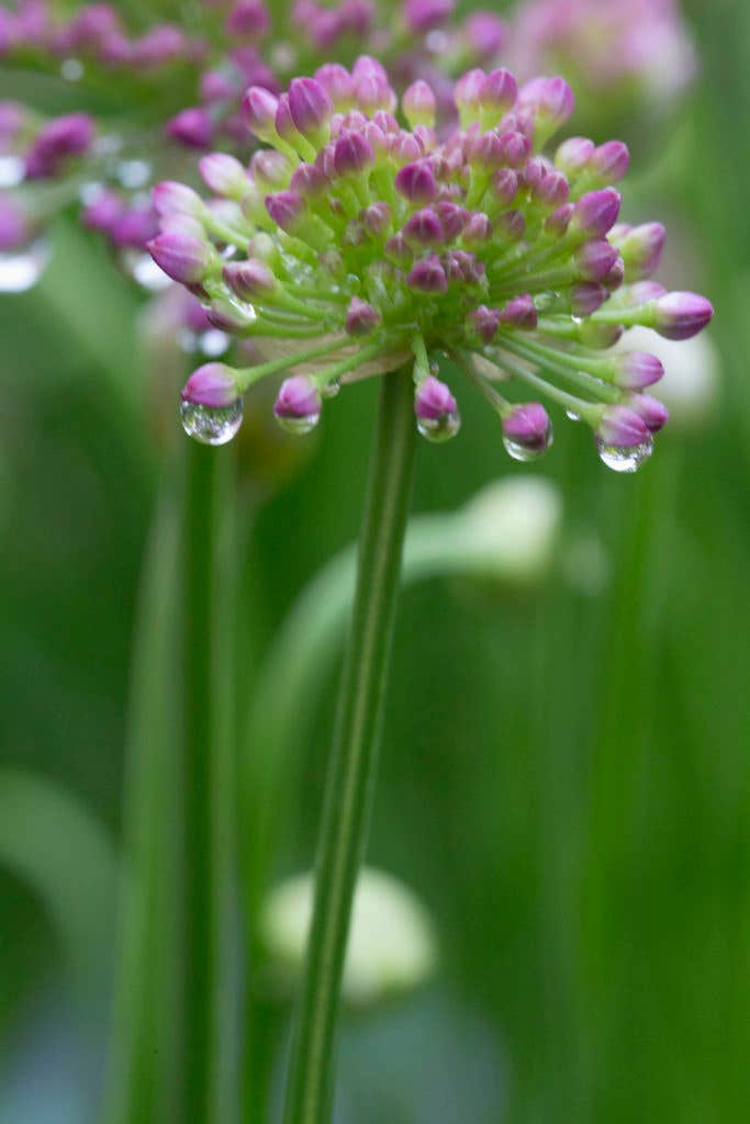 Why It Helps to Have a Plan B in the Garden