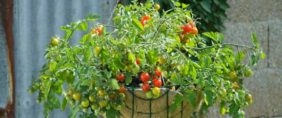 Lizzano and Terenzo Tomatoes - Horticulture
