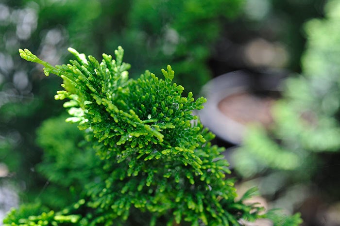 レア　Aurora dwarf oc 極光　ドワーフ　大量脇芽付き A Favorite Dwarf Conifer: Nana Gracilis Hinoki Cypress - Horticulture