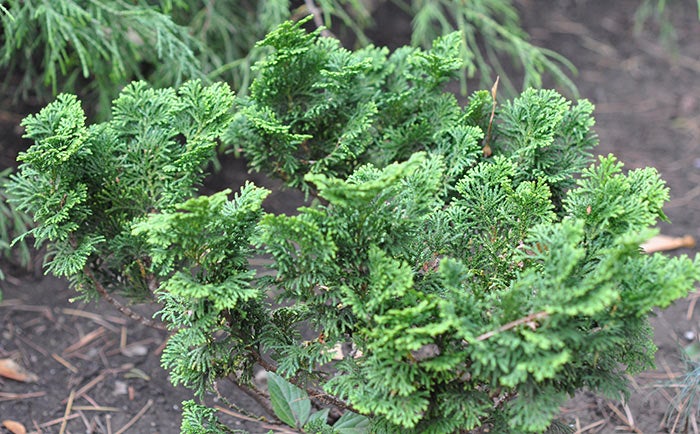 LuciferMoncler HIMALAYA レディース サイズ4 A Favorite Dwarf Conifer: Nana Gracilis Hinoki Cypress - Horticulture