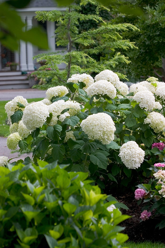 Hydrangea ハイドランジア ベルベリス Hydrangea ハイドランジア ベルベリス Hydrangea ハイドランジア