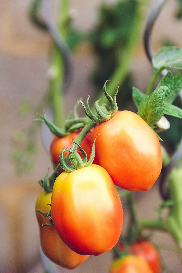 The Three Keys to Growing Great Tomatoes - Horticulture
