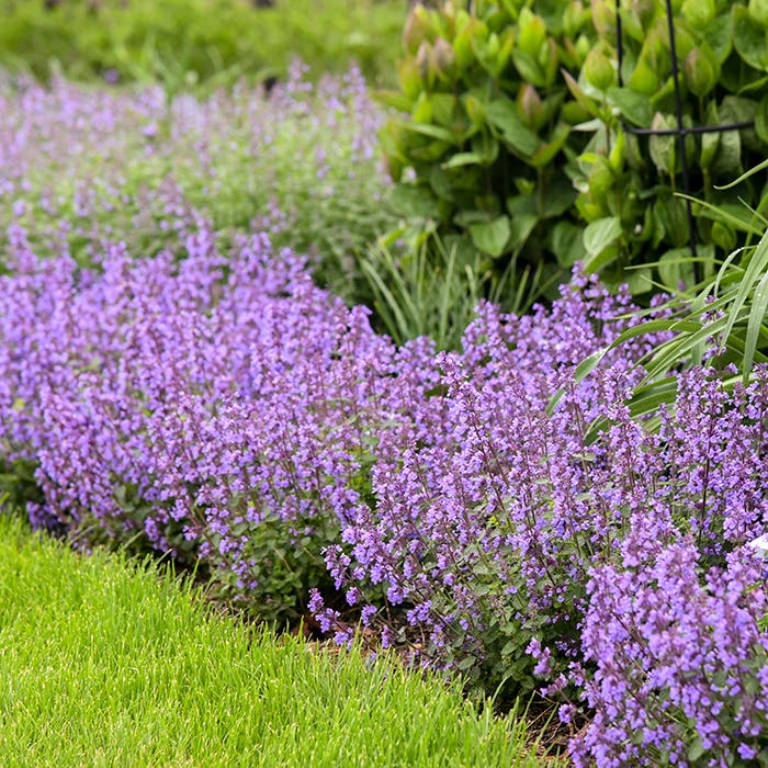 Perennials That Deer Avoid in the Garden