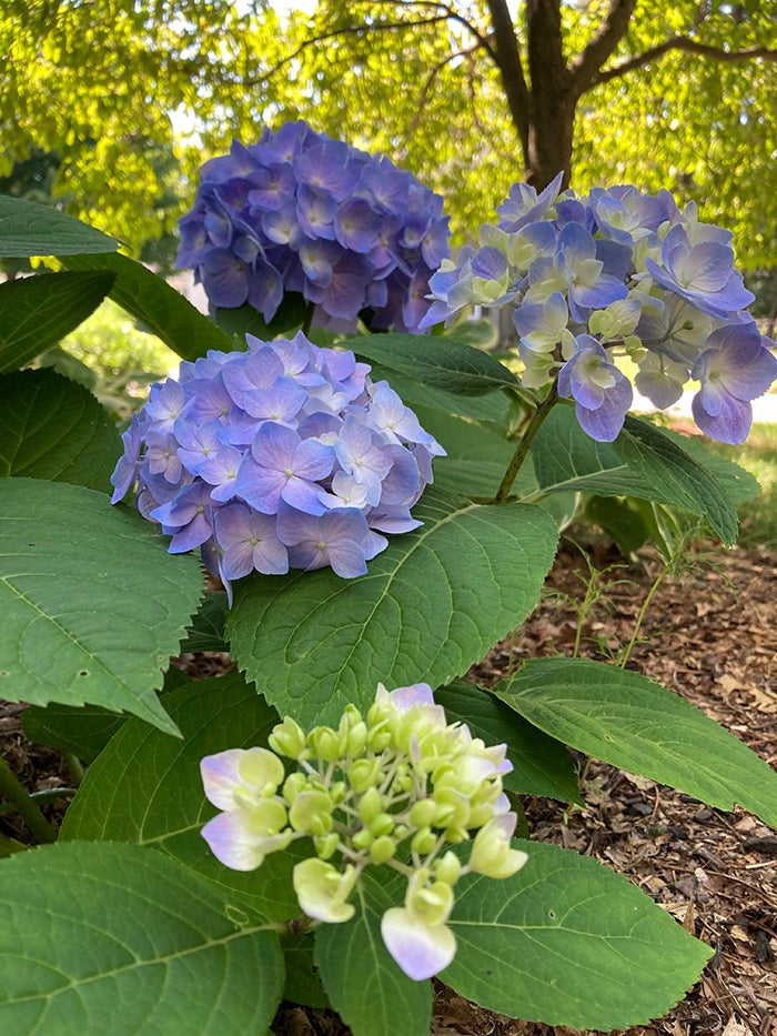 Let's Dance Sky View Hydrangea Is Pretty in Pink or Blue