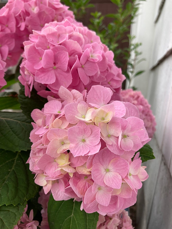Let's Dance Sky View Hydrangea Is Pretty in Pink or Blue